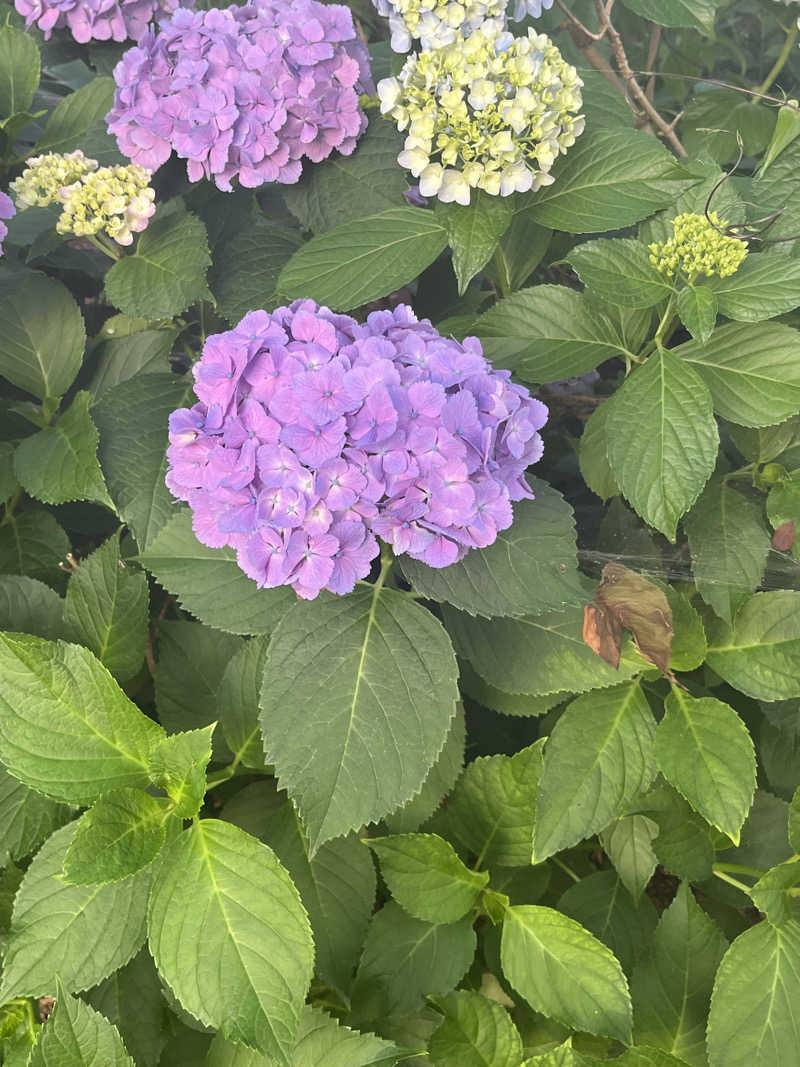 MAOMUGIさんの深谷花園温泉 花湯の森のサ活写真
