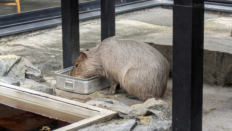 鶏ガラハッターさんの石狩天然温泉 番屋の湯のサ活写真