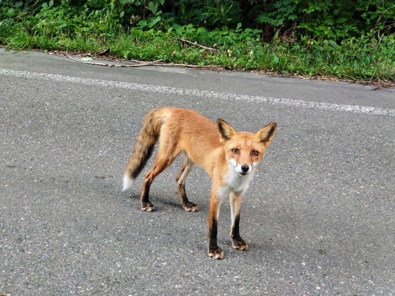 杉さんさんの日帰り入浴施設マウレ山荘ポッケの湯のサ活写真
