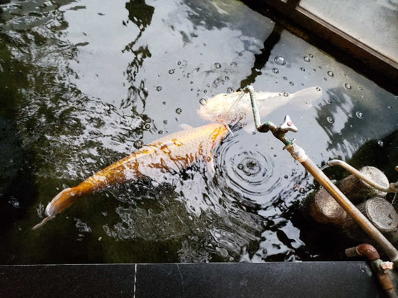 函館のサウナ好き！さんの花園温泉のサ活写真