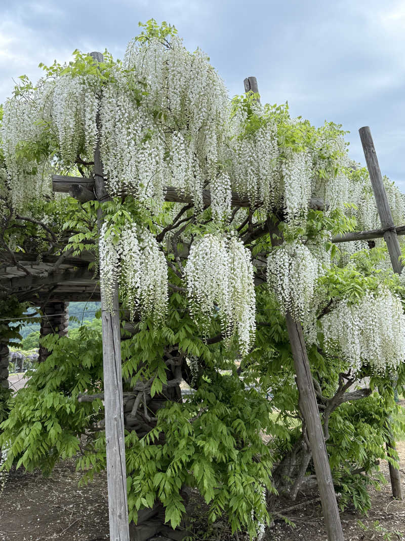 しろくんさんの道の駅 かみゆうべつ温泉チューリップの湯のサ活写真