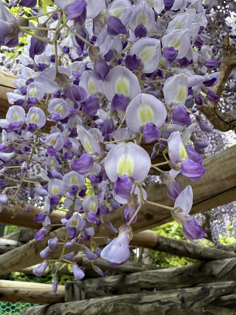 しろくんさんの道の駅 かみゆうべつ温泉チューリップの湯のサ活写真