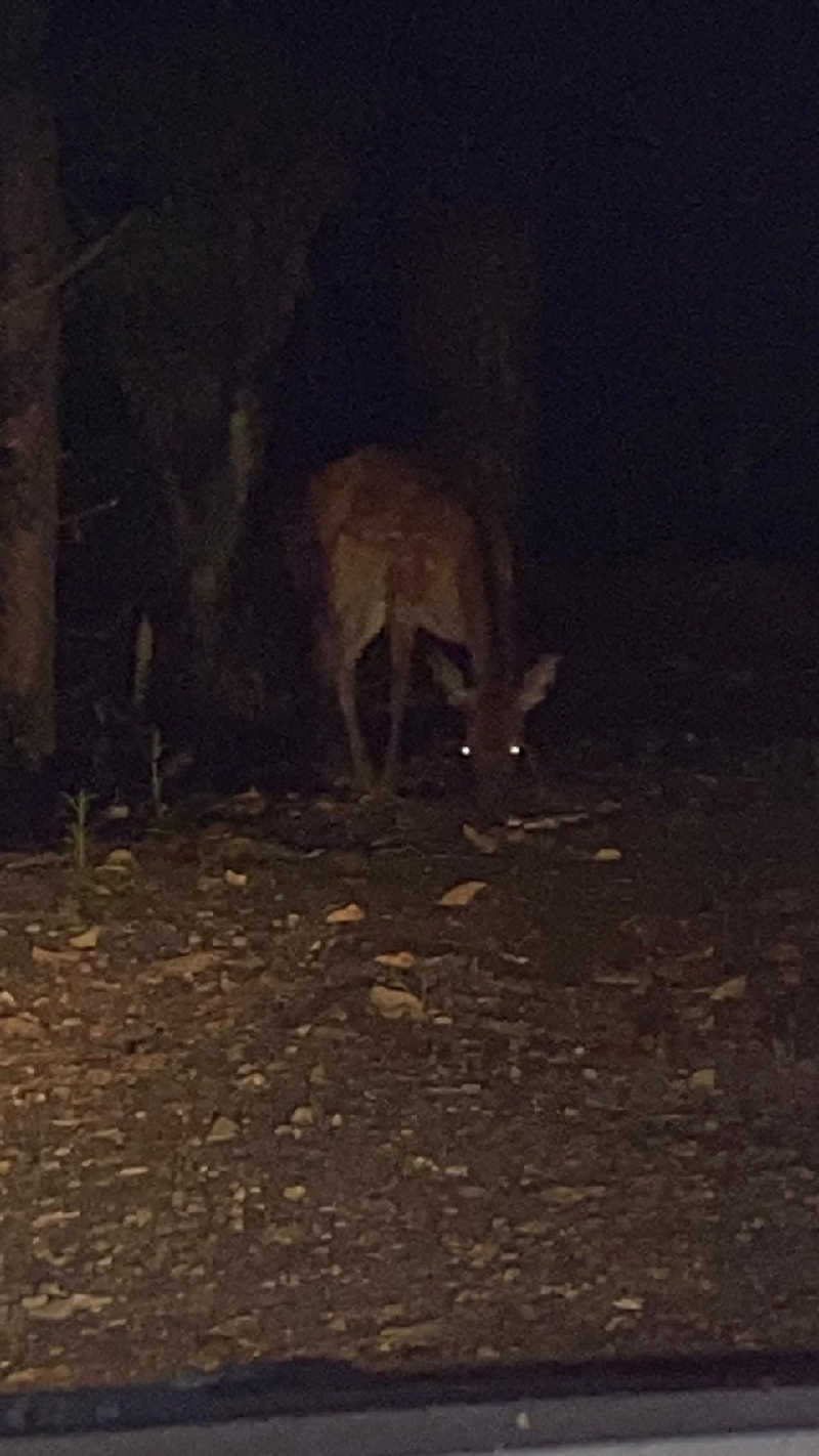 ランボさんの二ノ丸温泉のサ活写真