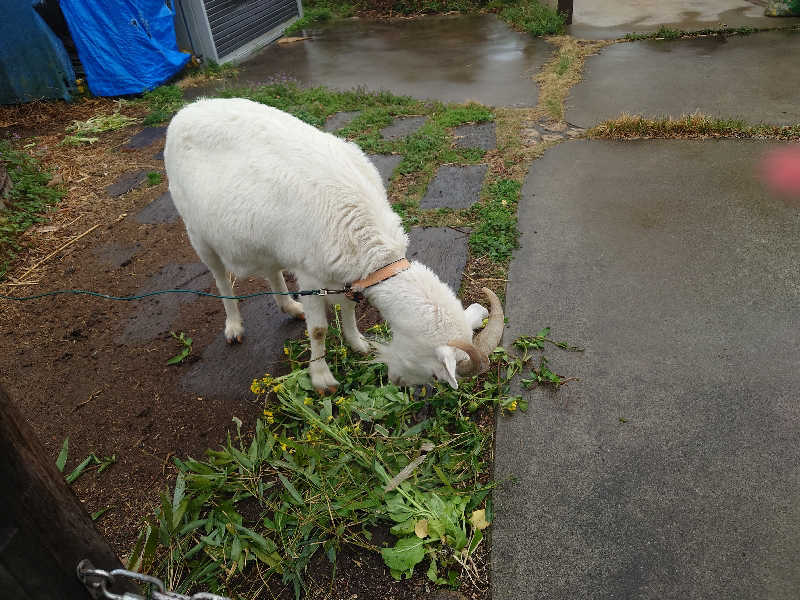 ケン(サウナー＆アマチュア熱波師)さんのサウナと水風呂 ODAWARA PRIVATE SAUNAのサ活写真