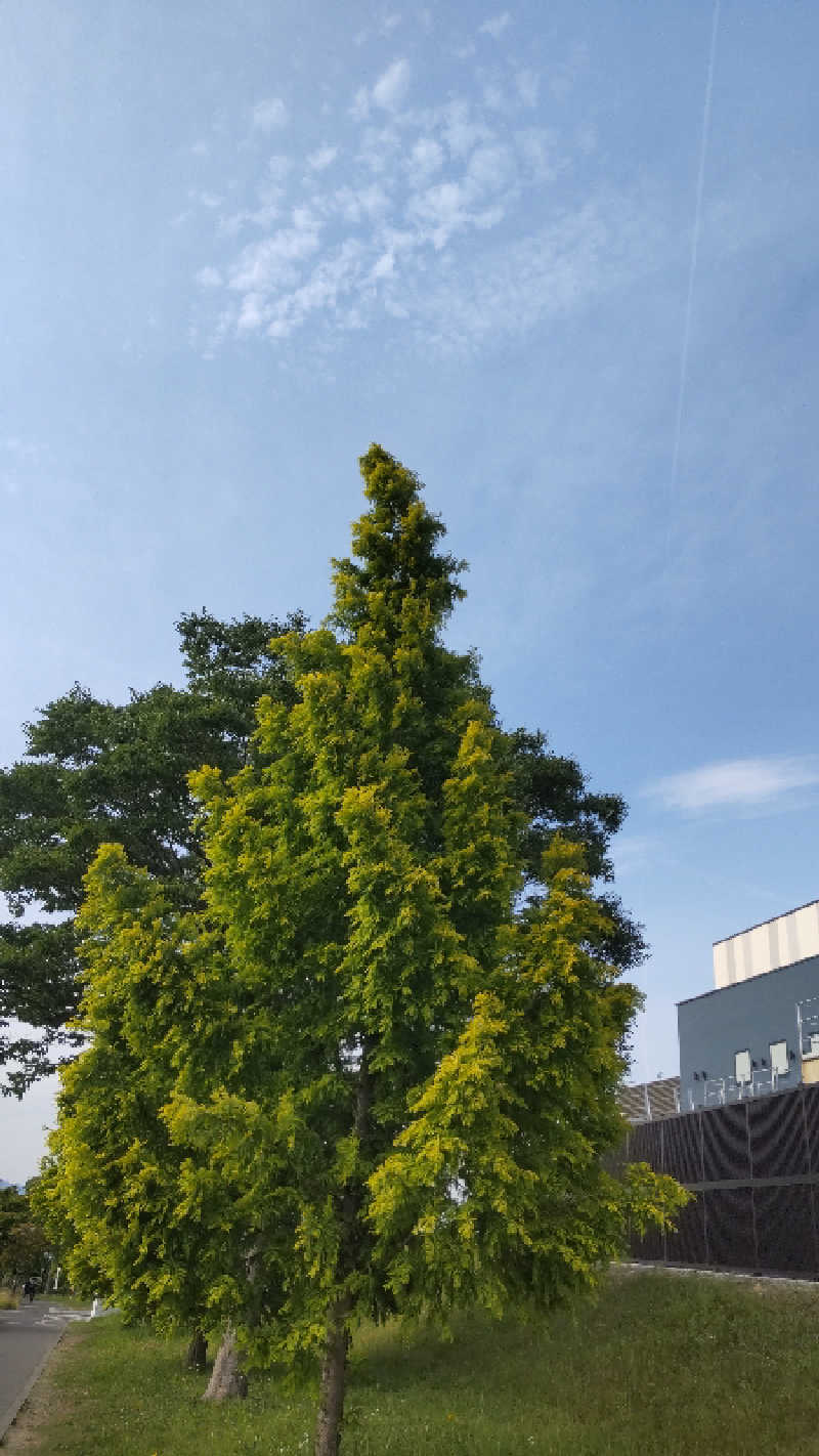 O.S.I～主にサウナにいます。～さんの愛子天空の湯 そよぎの杜のサ活写真