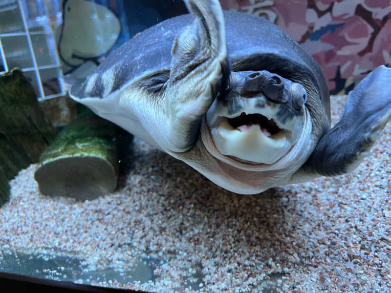 蒸めさんの松本湯のサ活写真