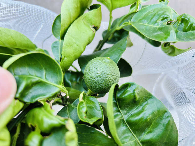 74さんのKAMEYA HOTEL 龍宮殿サウナのサ活写真