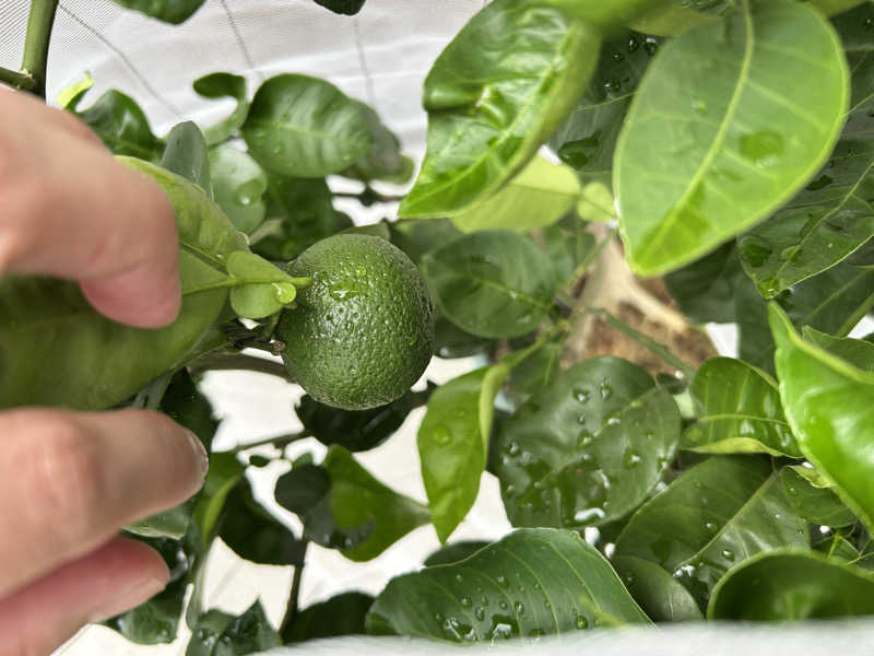 74さんの庄内町ギャラリー温泉 町湯のサ活写真