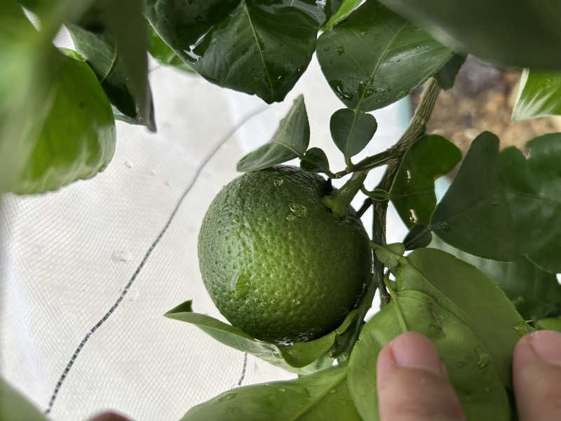 74さんの庄内町ギャラリー温泉 町湯のサ活写真