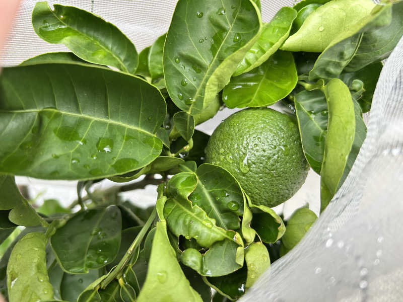 74さんの庄内町ギャラリー温泉 町湯のサ活写真