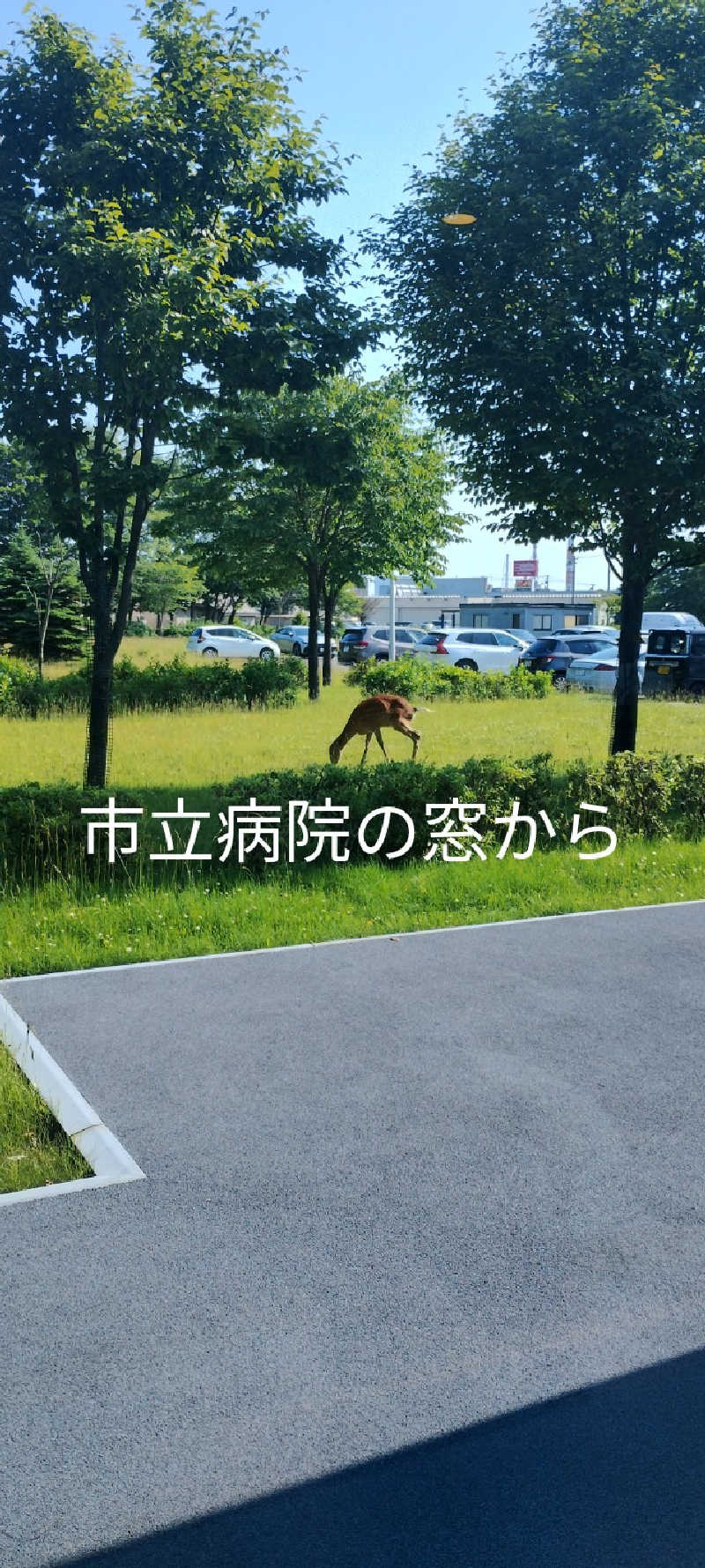 半額王子さんの公園湯のサ活写真