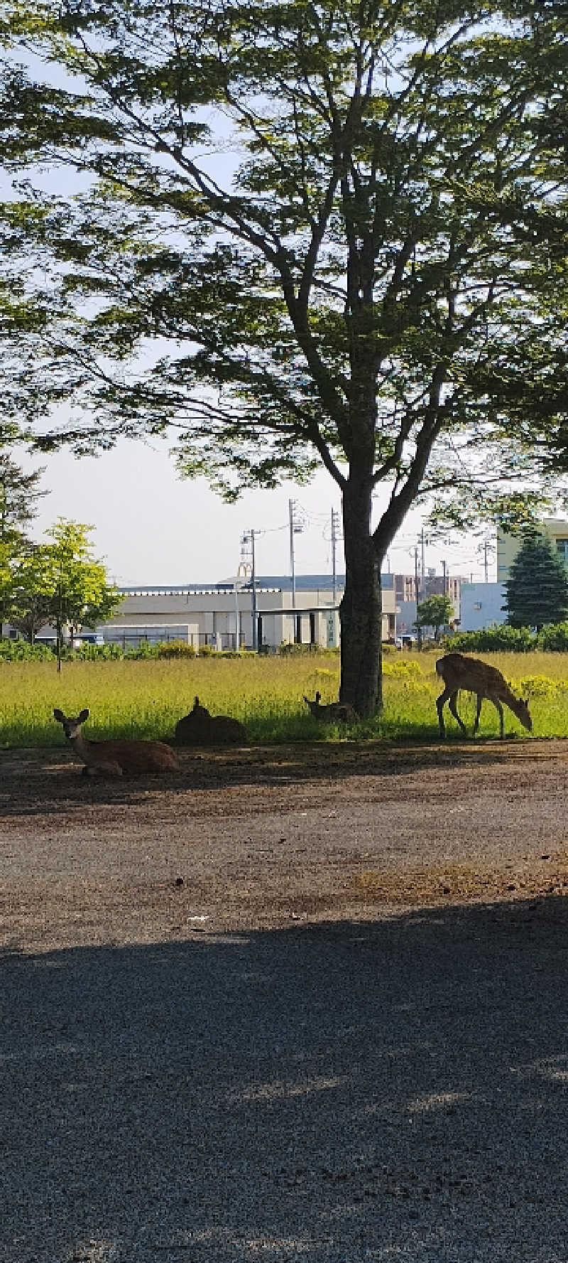 半額王子さんの公園湯のサ活写真