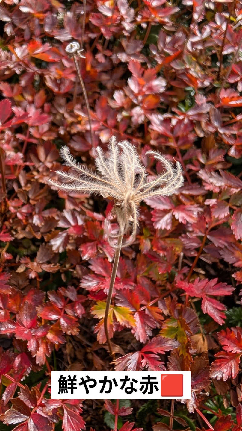 半額王子さんのトムラウシ温泉 東大雪荘のサ活写真