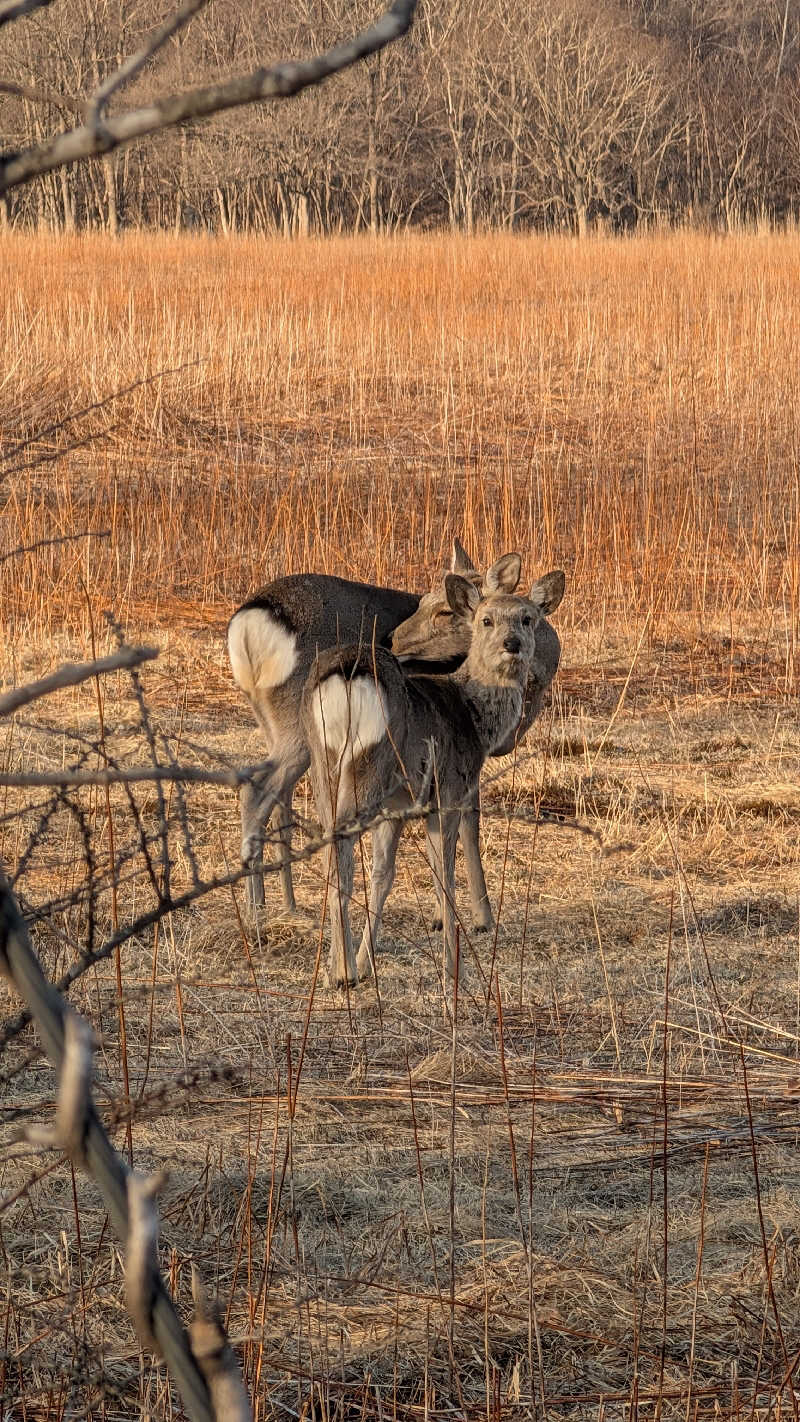 半額王子さんのオートリゾート 苫小牧アルテン ゆのみの湯のサ活写真