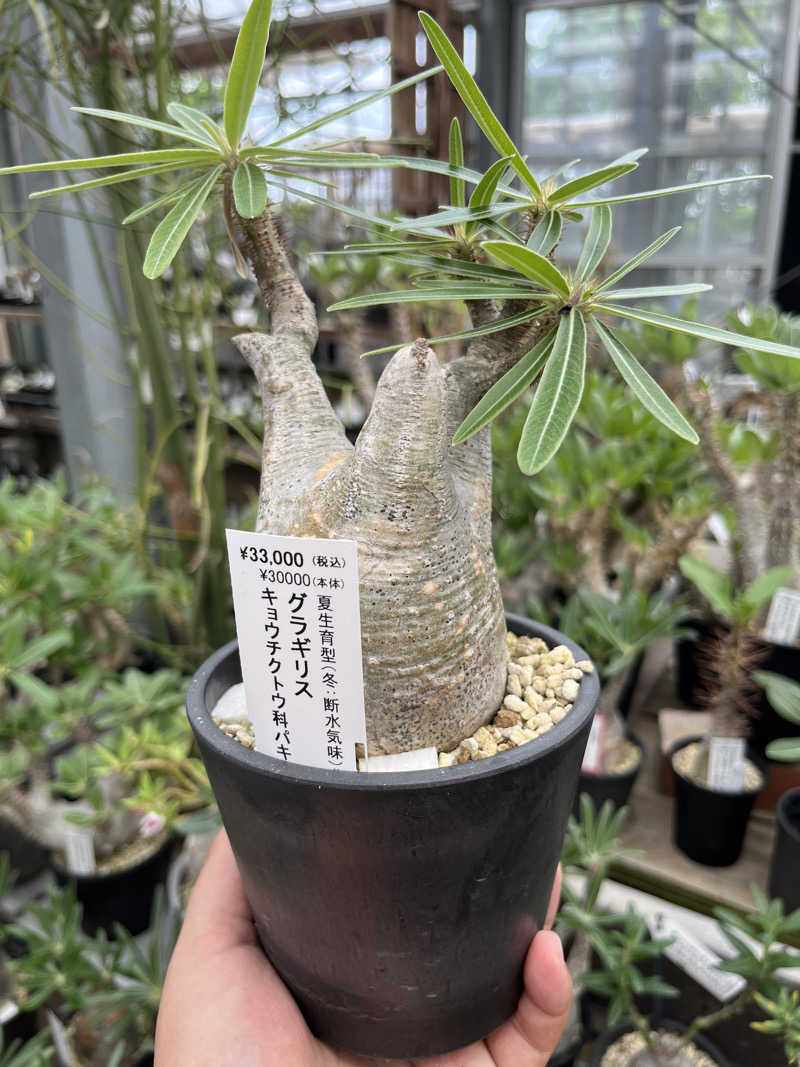 ダメな大人の休日さんの溝辺ふれあい温泉センターのサ活写真