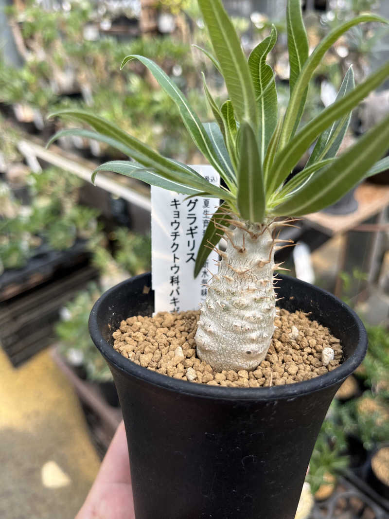 ダメな大人の休日さんの溝辺ふれあい温泉センターのサ活写真