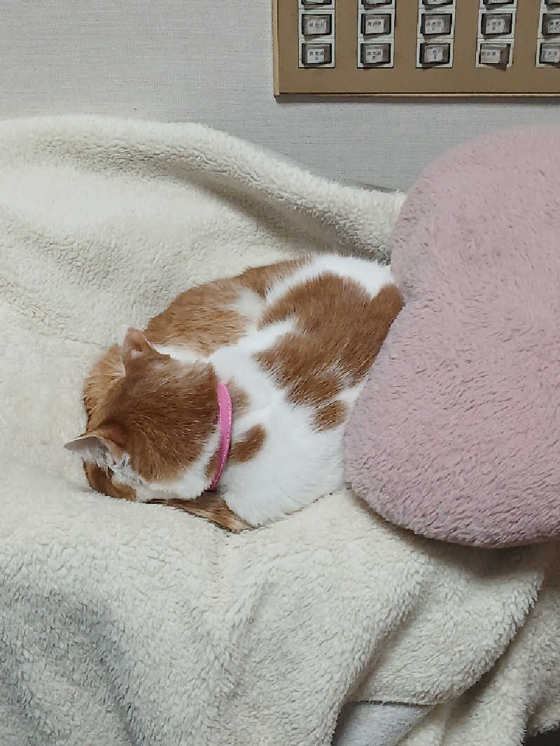 島ジローさんの三宝バスセンターのサ活写真