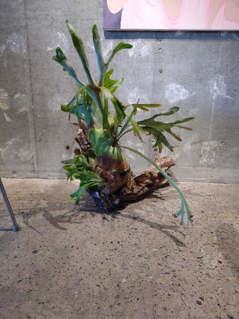 lord.sir.3さんの黄金湯のサ活写真