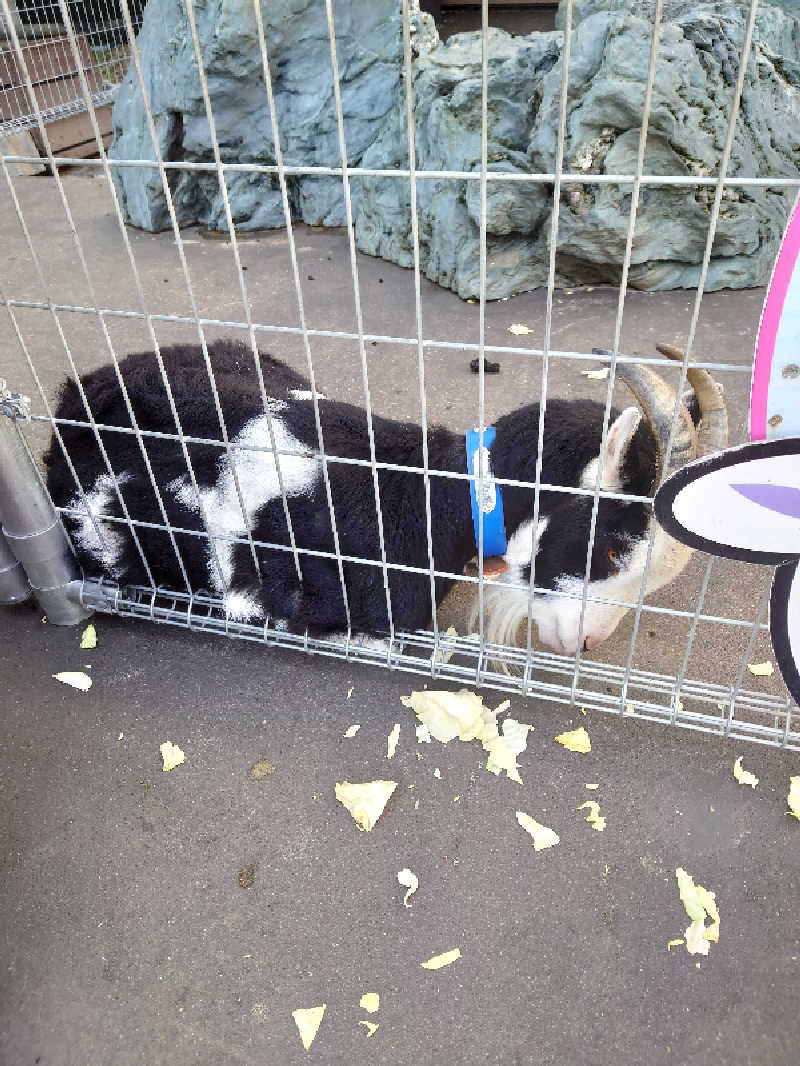 TORUさんの島原温泉 ホテル南風楼のサ活写真