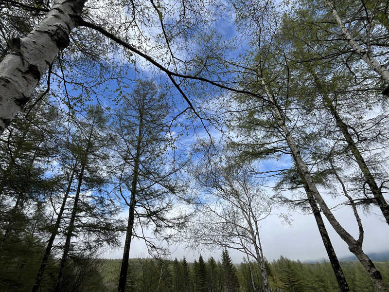 めんさんのSAUNA TEN            "Birch and cloud forest"のサ活写真