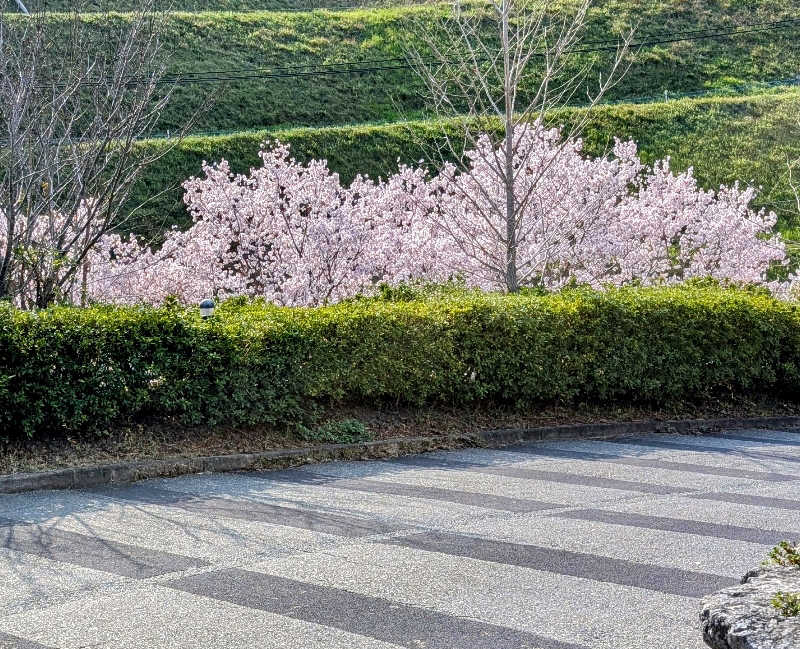 ryuさんの筑紫野 天拝の郷のサ活写真