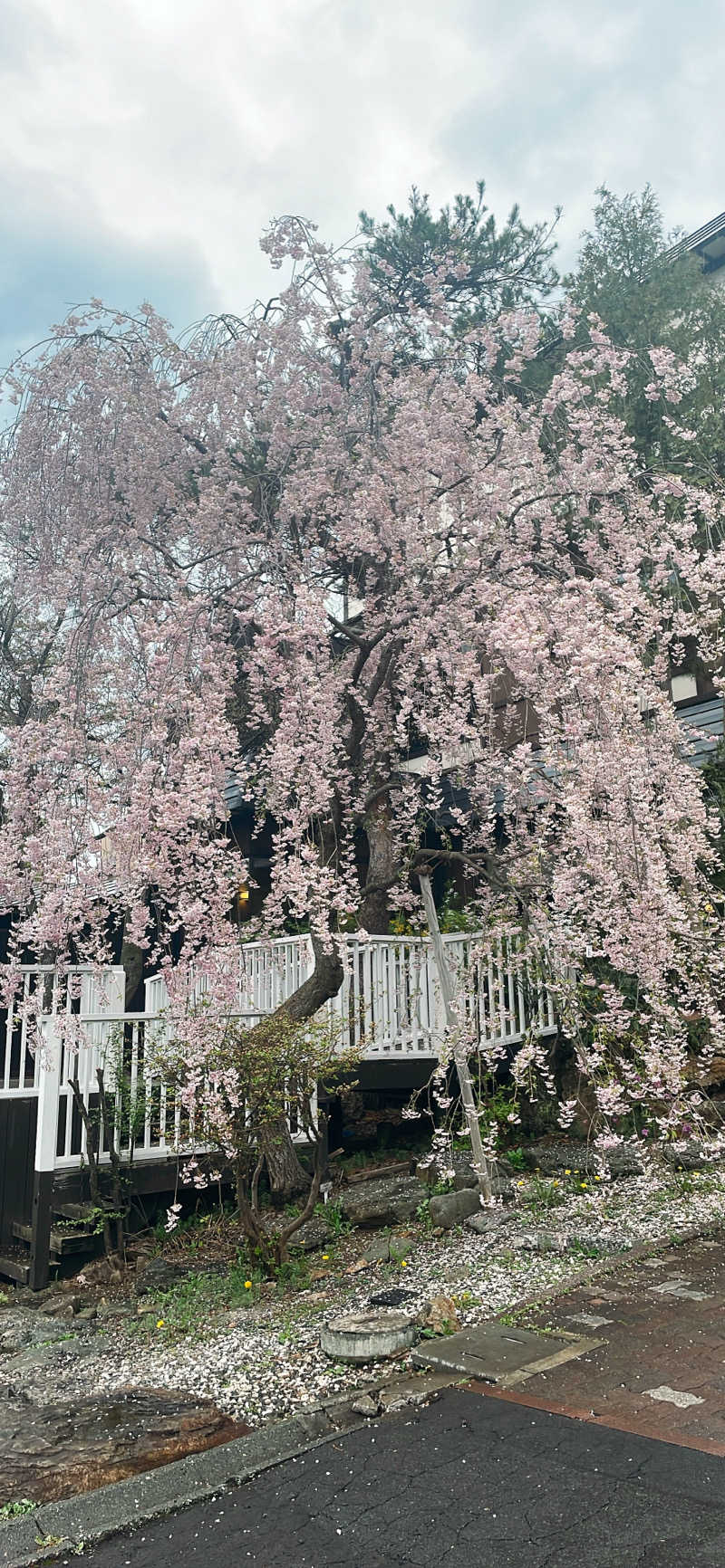 ちはるんさんの小樽朝里川温泉 おたる宏楽園のサ活写真