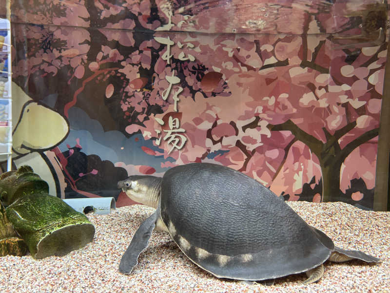 チャッピィさんの松本湯のサ活写真
