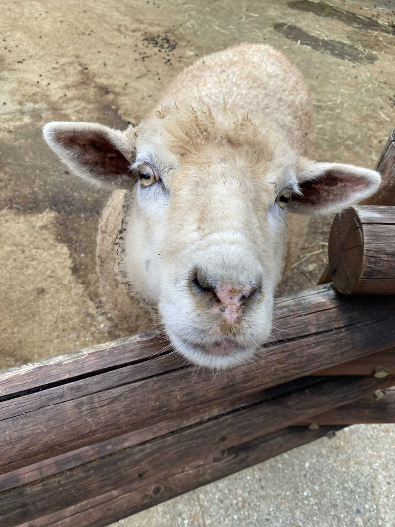 もじゃもじゃさんの花の湯 SAUNA & SPA 花北のサ活写真