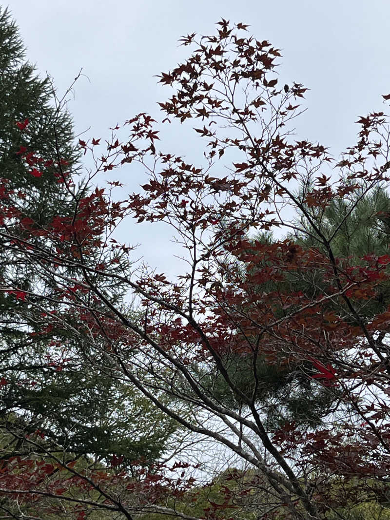 あいさんのきたゆざわ 森のソラニワのサ活写真