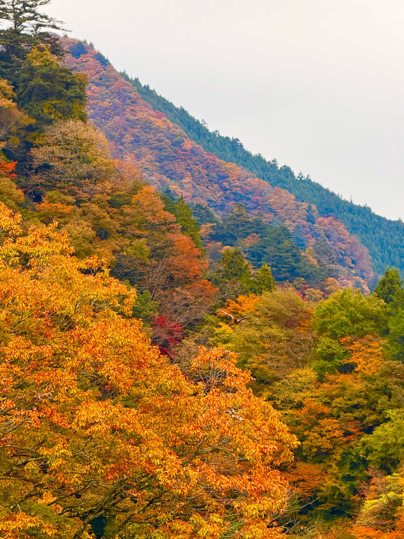 よっちゃんさんの生涯青春の湯 つるつる温泉のサ活写真