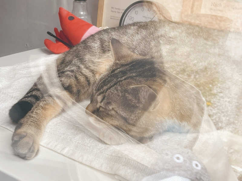 ちょりんきーさんのOUSE SAUNA TUULI(OUSE Camp&Sauna TUULI内)のサ活写真