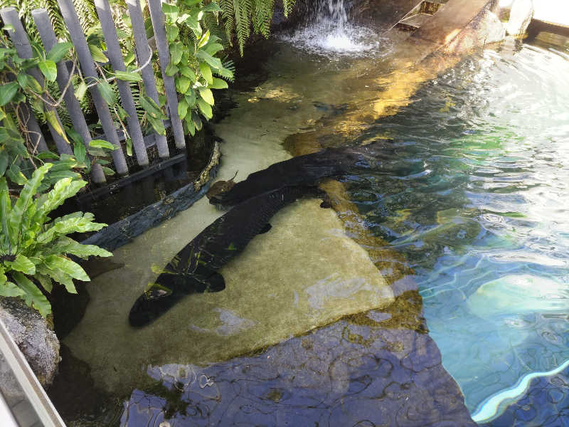 カニすきさんのまほろばの湯 湯親館のサ活写真