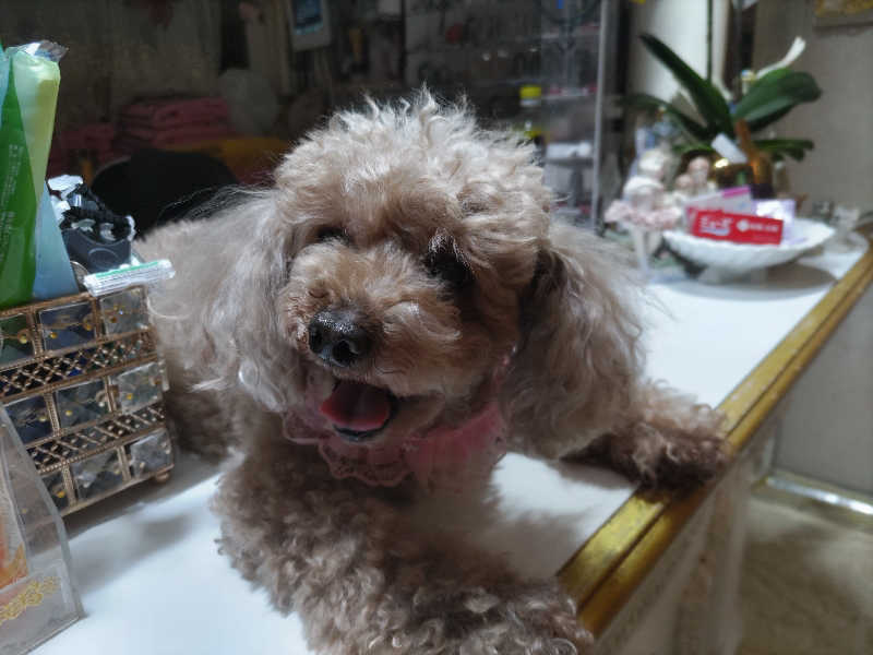 カニすきさんのクアパレスのサ活写真