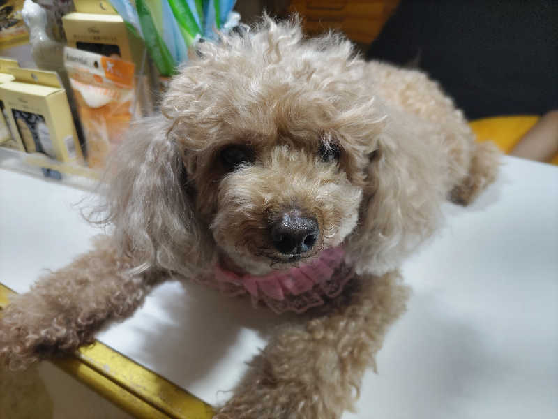カニすきさんのクアパレスのサ活写真