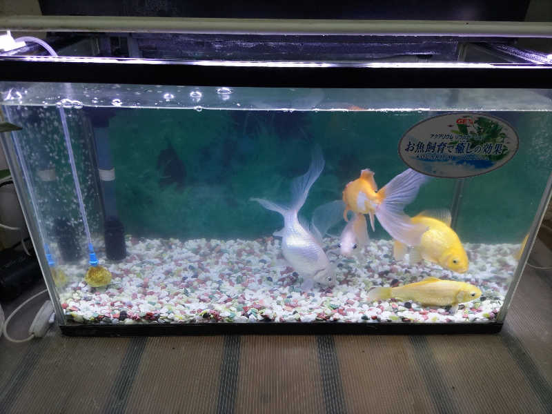 カニすきさんの星サウナのサ活写真