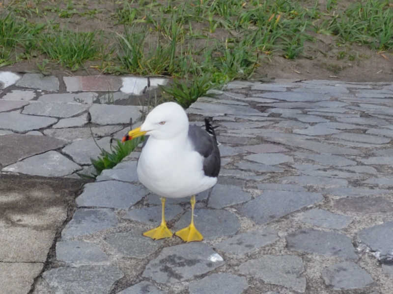 カニすきさんの双葉湯のサ活写真