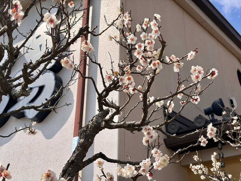 ぽよさんの極楽湯 富谷店のサ活写真
