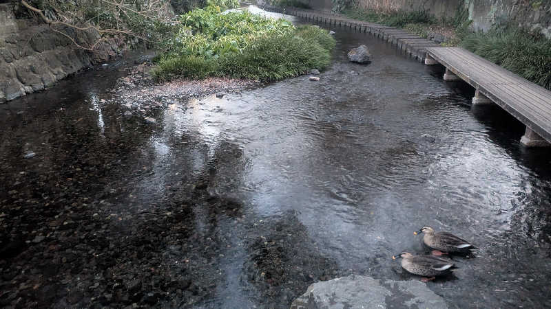 サウナ🌟ビギさんの富士山三島東急ホテルのサ活写真