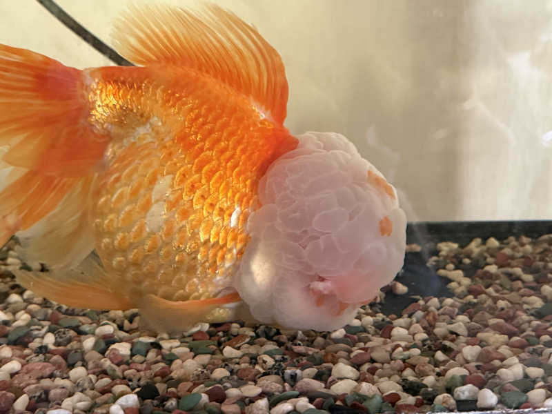 ベーコン目玉焼きパンさんの白樺温泉のサ活写真