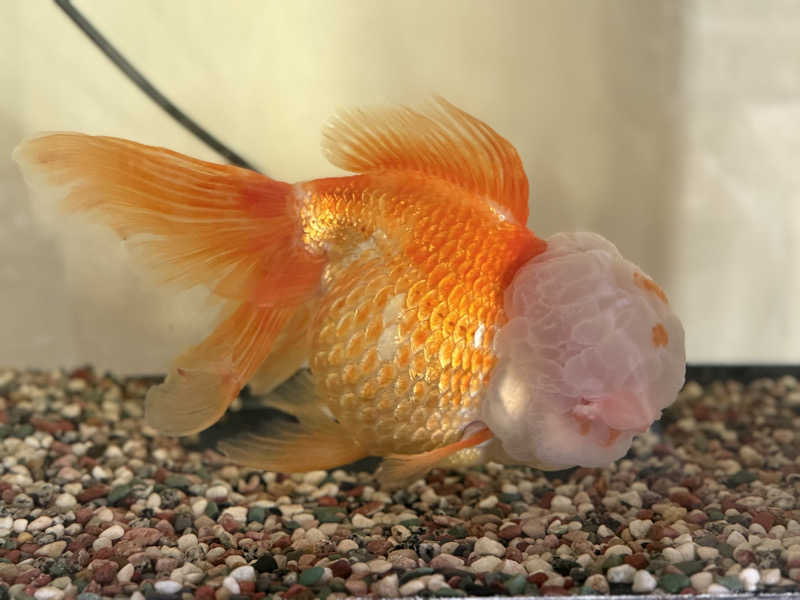 ベーコン目玉焼きパンさんの白樺温泉のサ活写真