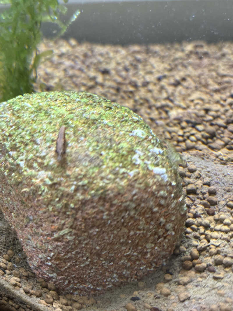 ベーコン目玉焼きパンさんのひまわり温泉のサ活写真