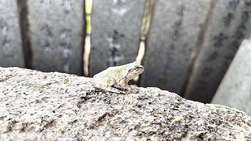 Basicさんの道の駅 おおとう桜街道 さくら館のサ活写真