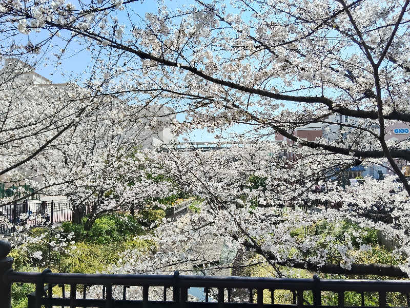 スズキさんさんの湯の華廊のサ活写真