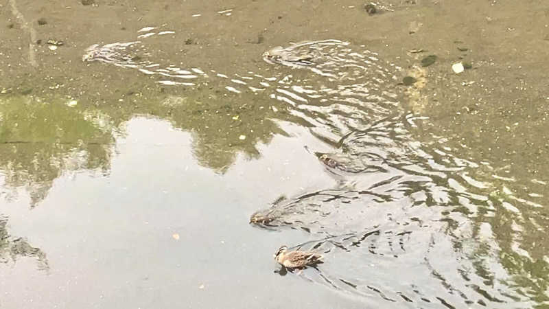sumuさんの綱島源泉 湯けむりの庄のサ活写真