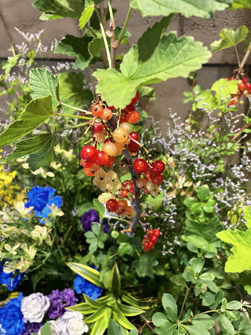 sumuさんの綱島源泉 湯けむりの庄のサ活写真