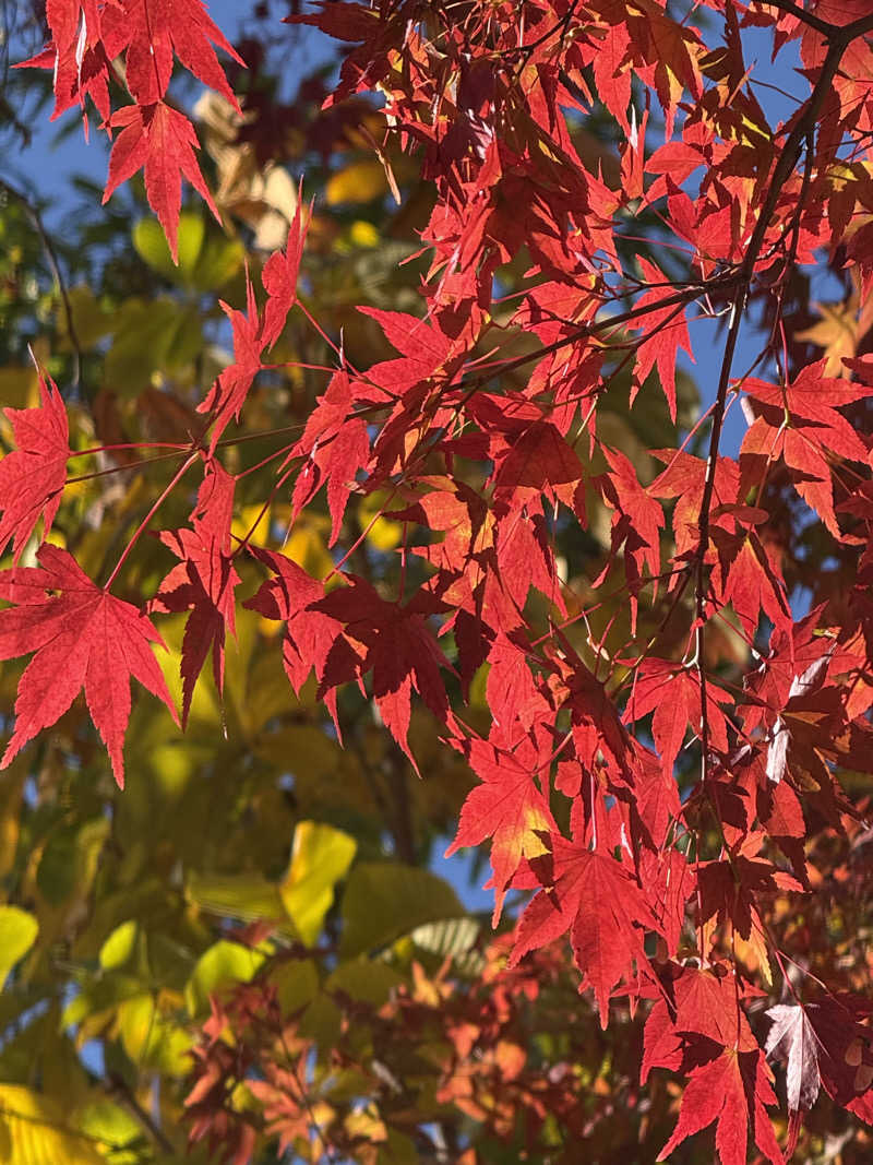halさんのみのわ温泉 ながたの湯(長田の湯)のサ活写真