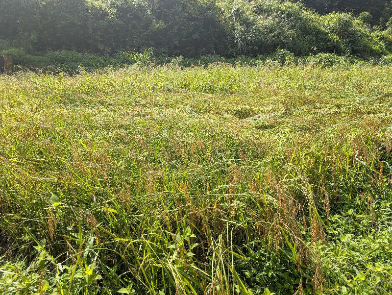 田園さんの神の宮温泉 かわら亭のサ活写真