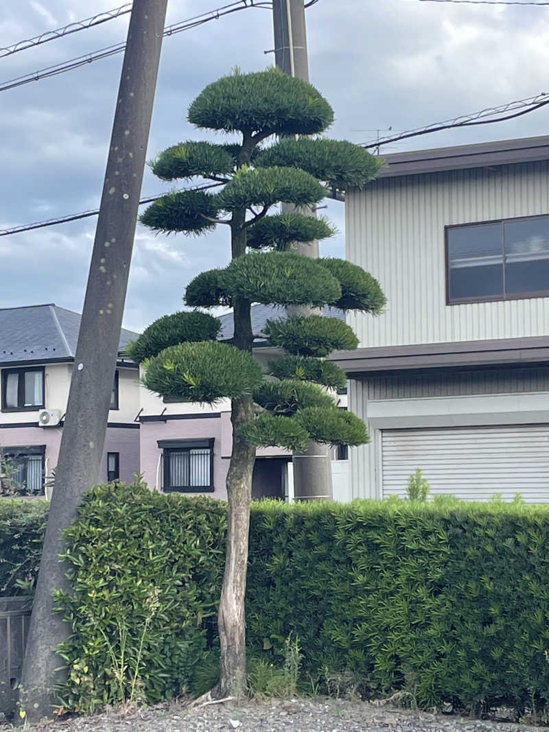 るいさんの田辺温熱保養所のサ活写真