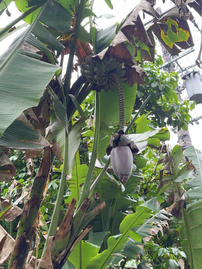 めっちさんの亜熱帯サウナのサ活写真