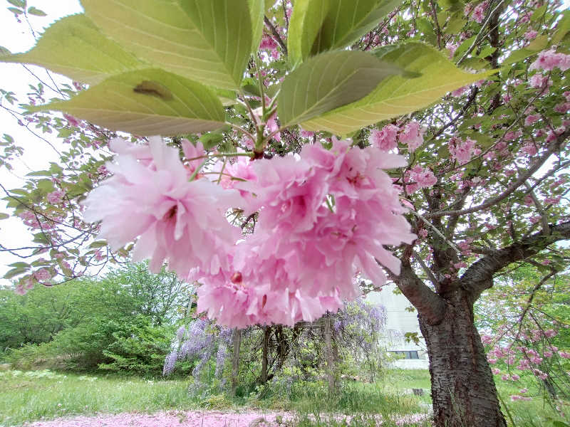 秒の男さんのせせらぎ温泉のサ活写真